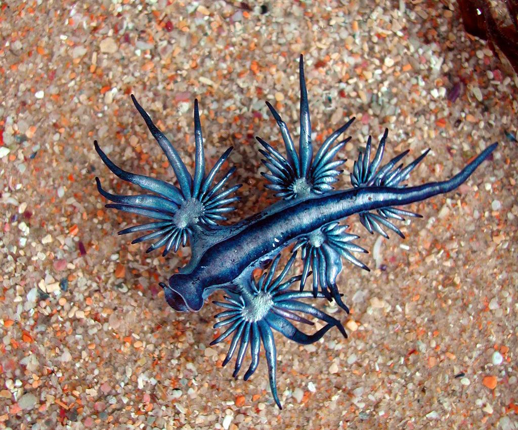 blue dragon slug