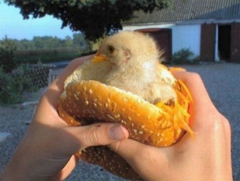 raw-chicken-sandwich.jpg