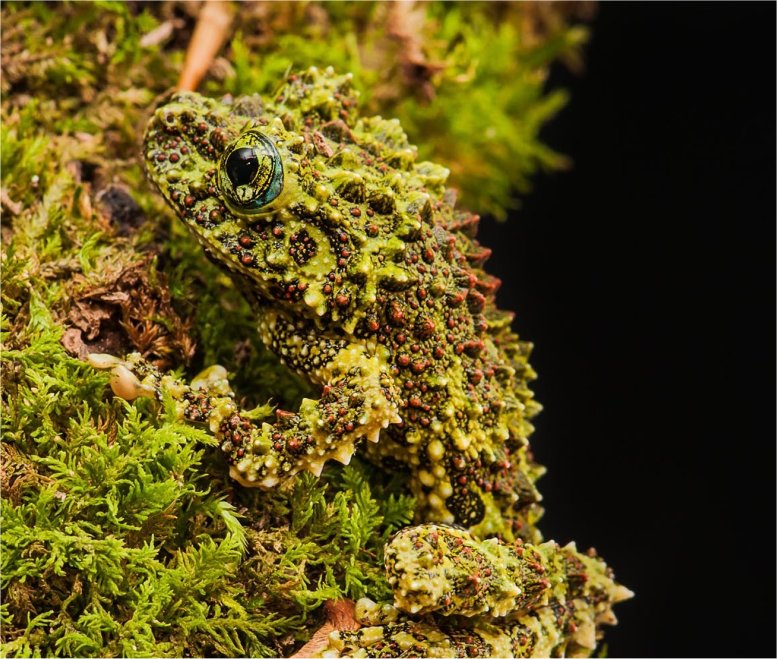 Image result for vietnamese mossy tree frog